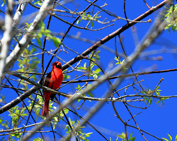Arboretum Cardinal