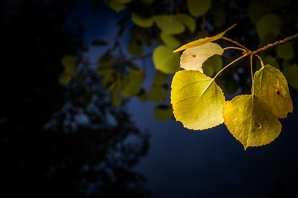 Alpine Aspen