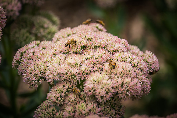 denver zoo 09082014-24