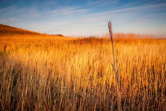 Tallgrass Prairie at Dawn