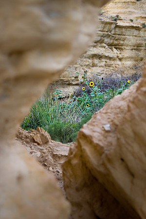 Castle Rock sunflower
