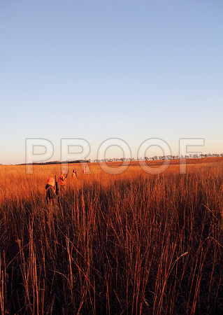 Concordia pheasant hunting