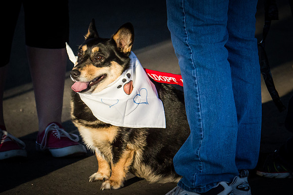 dog day 04052014-4