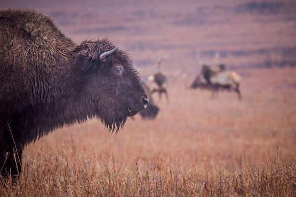 Bison Elk 3- Snow - Feb 2015