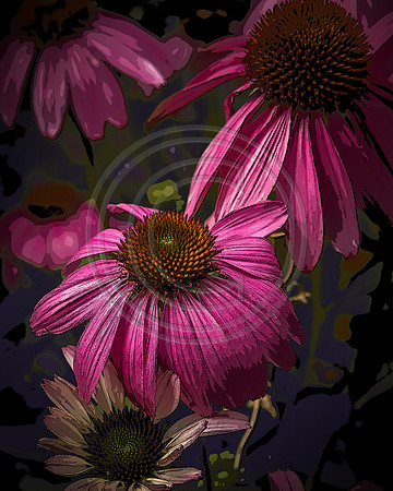 Cone Flower 1