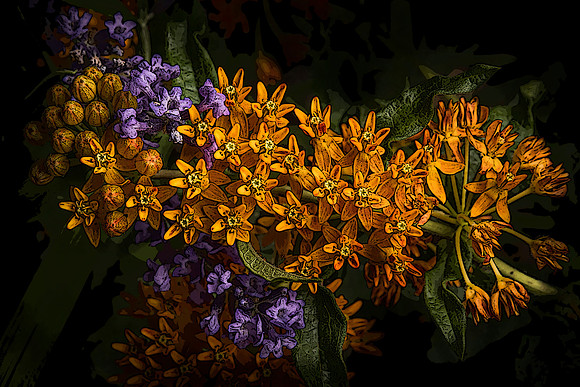 Orange milk weed