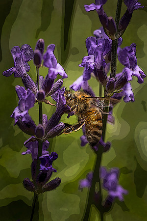 Lavender Bee Abstract