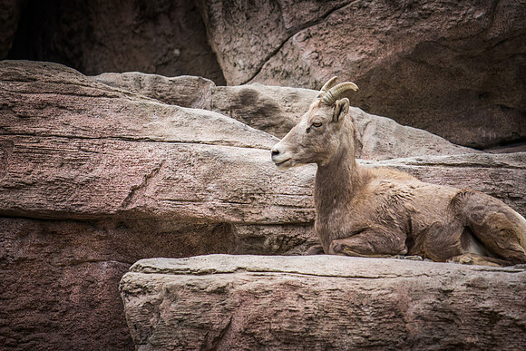 denver zoo 09082014-25