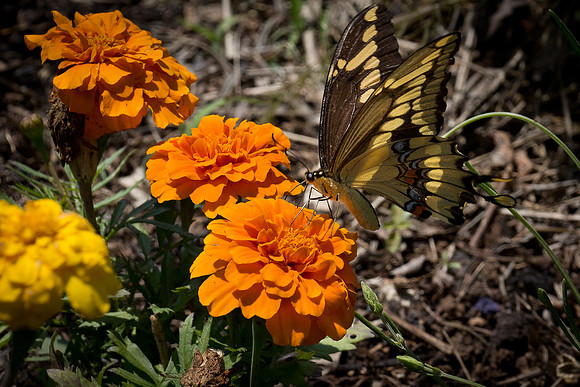 Memorial Day Arboretum-4