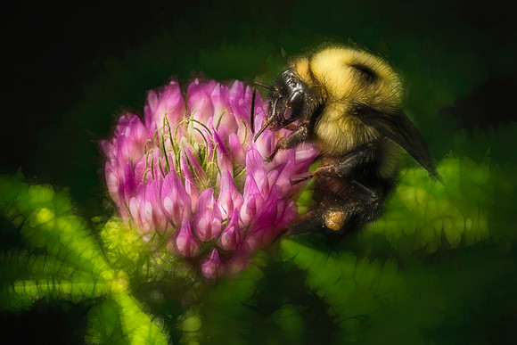 Bumble in garden