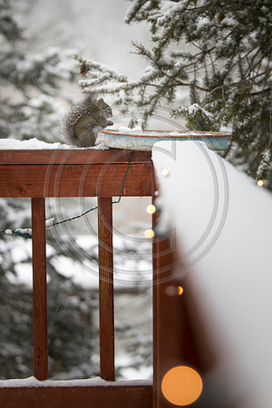 christmas squirrel