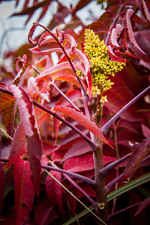 Red in the fall