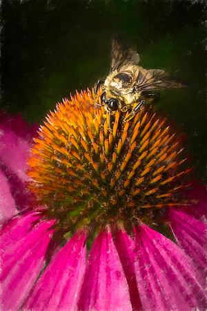 Bumble Bee on Cone flower