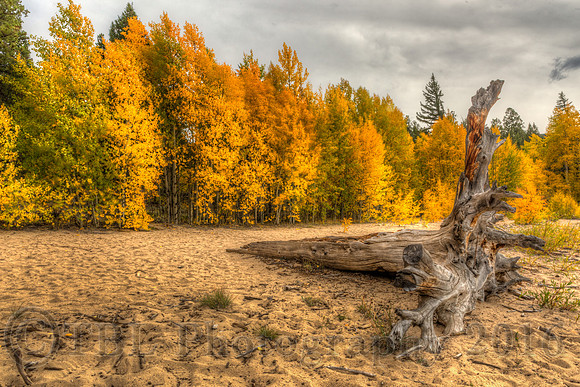 Twin Lake weathered stump 2
