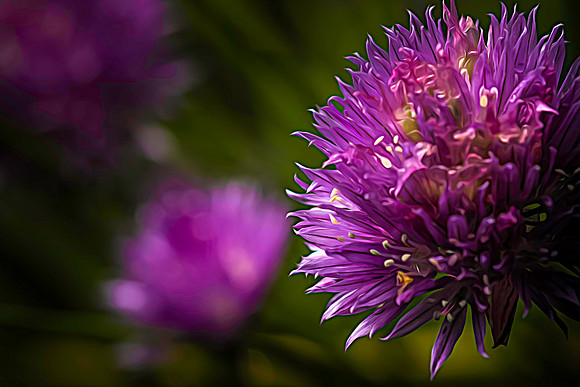 Garlic in the summer