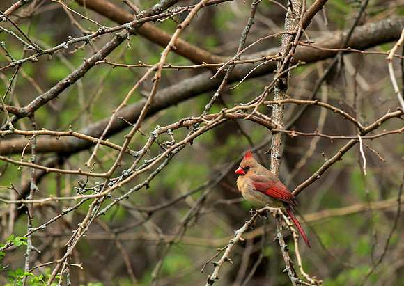 April Arboretum Cardinal