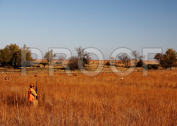 Concordia pheasant hunting