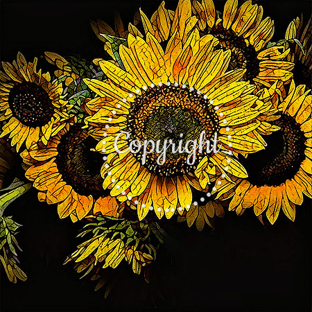 Sunflowers