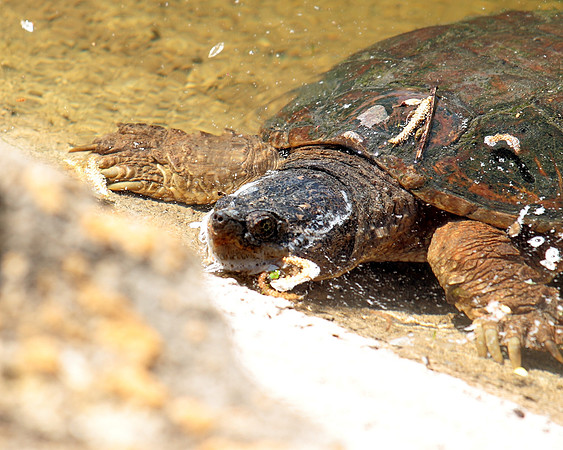 Common Snapping Turtle