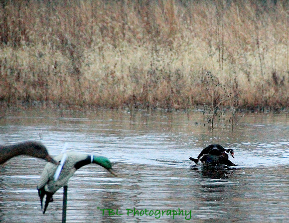 Klima duck hunt_20101122_0067