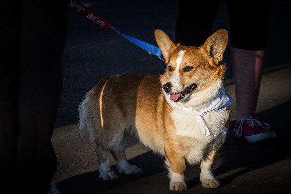 dog day 04052014-3
