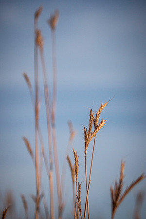 Tallgrass - Mt. Mitchell