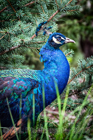 _MG_0124-Edit-Edit