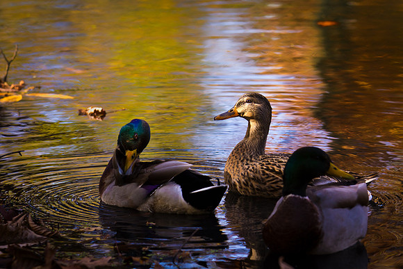 20111025 antioch park-56-99