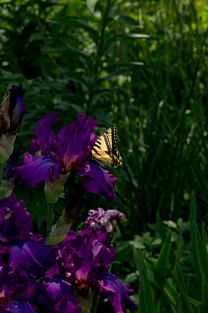 Memorial Day Arboretum-3