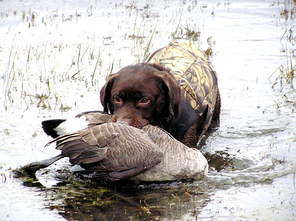 cody and goose 2