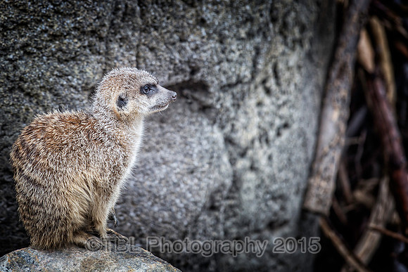 _MG_0368-Edit