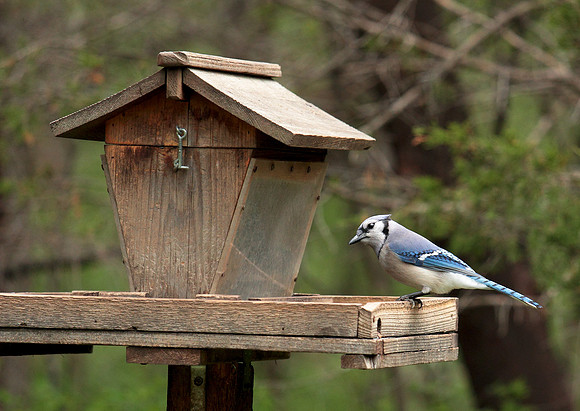 Blue Jay