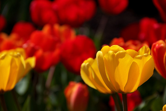 Tiptoe through the tulips