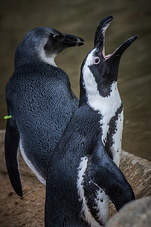 denver zoo 09082014-20