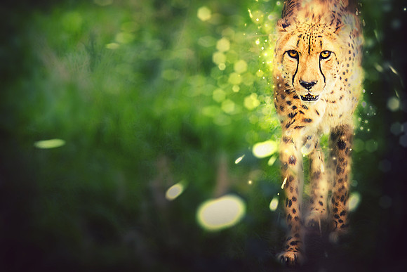cheetah shimmer