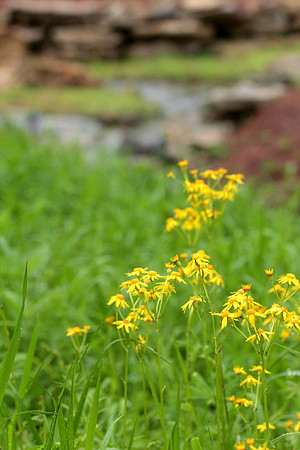 daisy 2