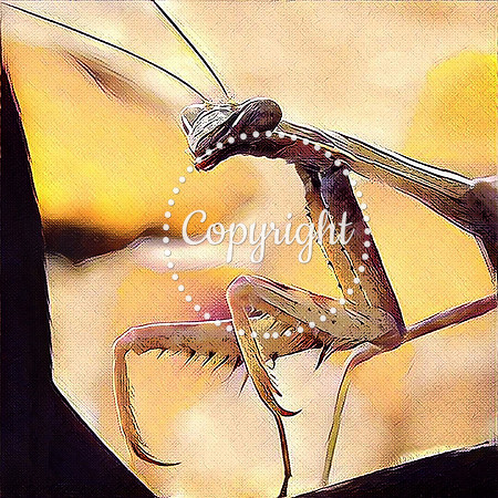 Praying Mantis