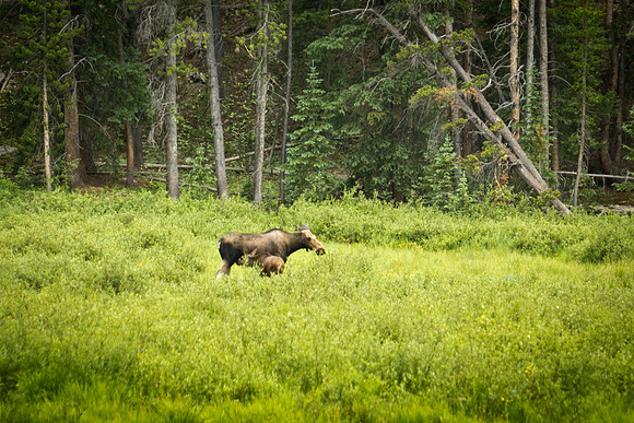 moose (4 of 5)