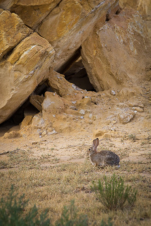 Castle Rock Jack