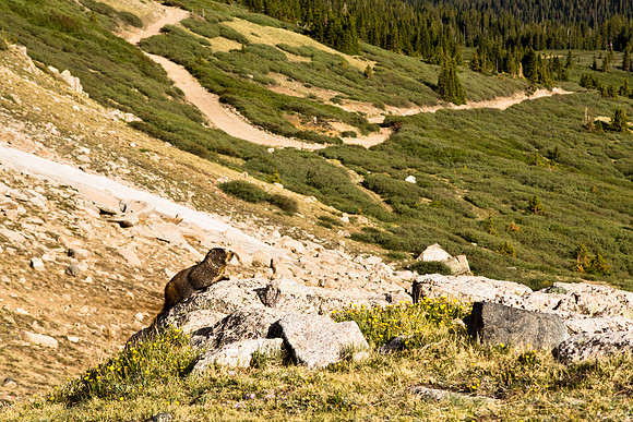 tin cup pass-92