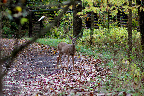 whitetail in october 7