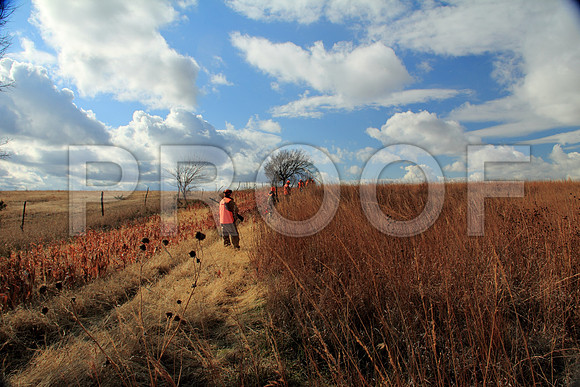 Concordia pheasant hunting