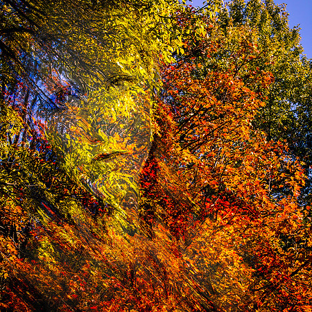 Autumn moss