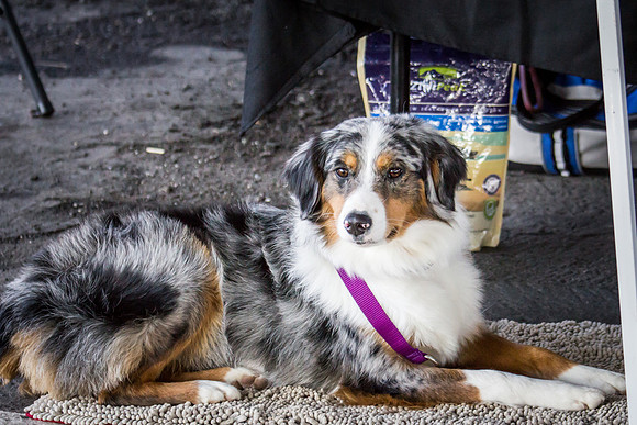 dog day 04052014-10