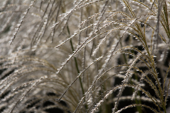 Ornamental