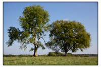 Two Trees Husband and Wife