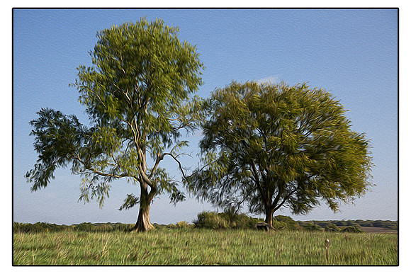 two trees husband wife large