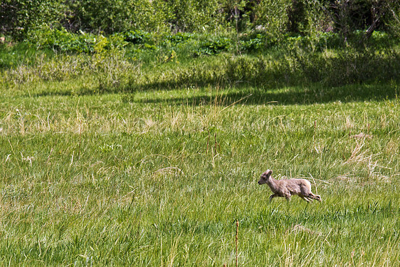Big Horn Sheep-4