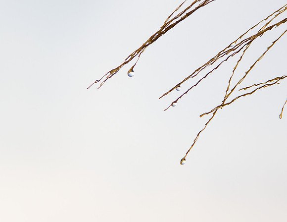 arboretum fog