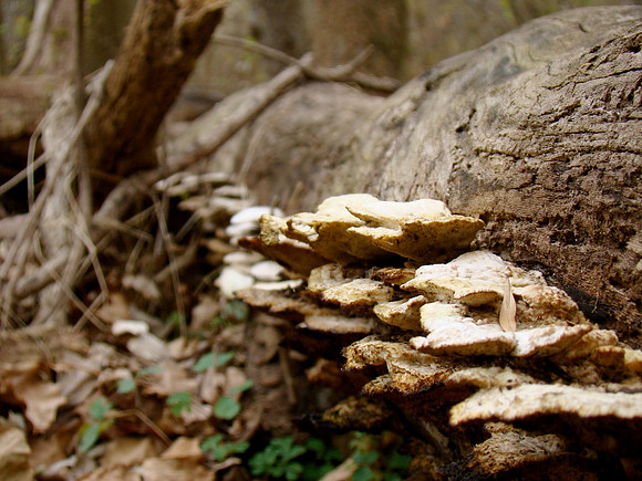 Woodland Shelves